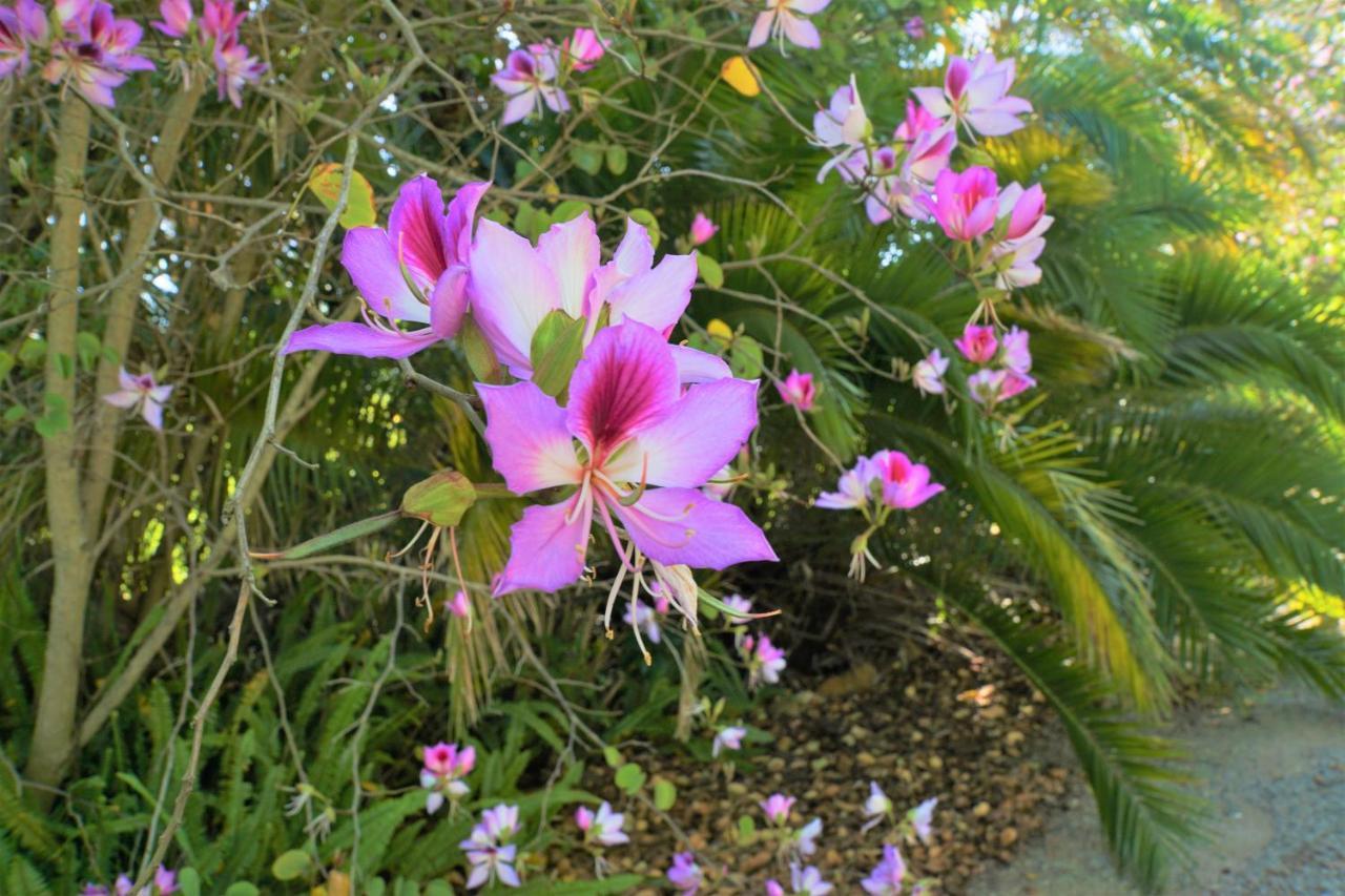 Swellendam Country Lodge - Guest House - B&B Exterior foto
