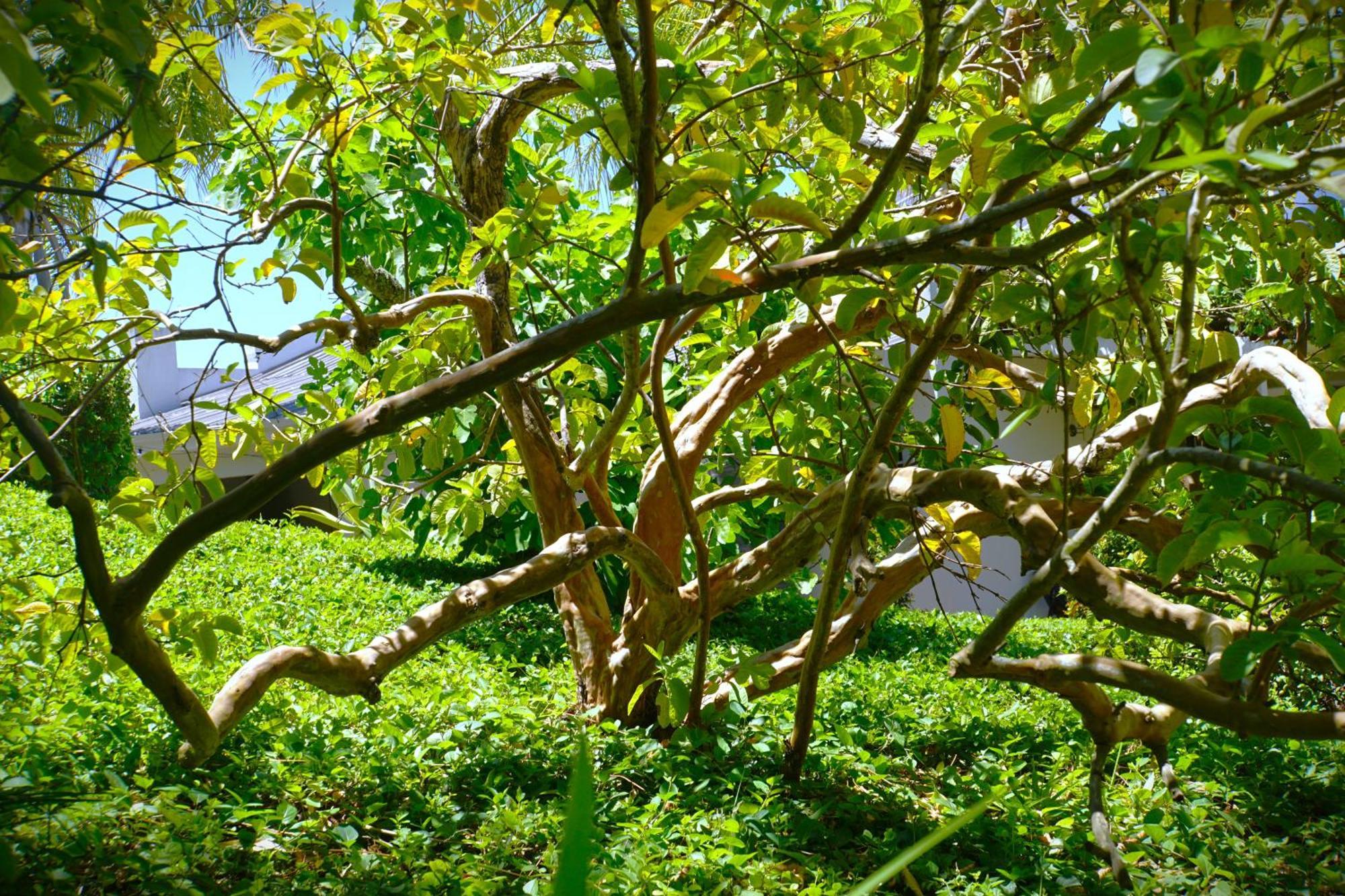 Swellendam Country Lodge - Guest House - B&B Exterior foto